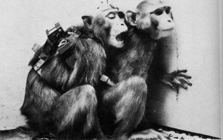 _Mind Controlled Monkeys (probably UCDavis)