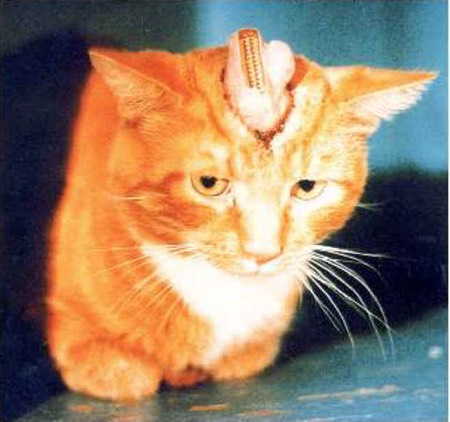 Electrode Implanted Cat (physical mind control)