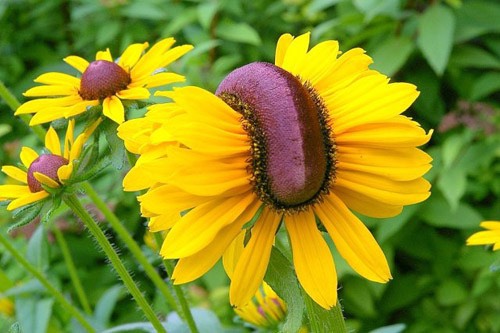 Pic 5. fukushima-mutant-flowers
